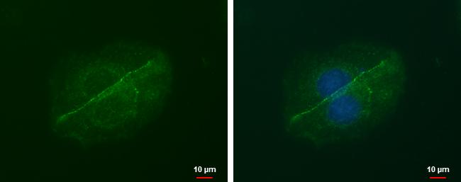 LIN7 Antibody (879) - Azide and BSA Free