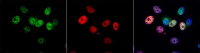 p21/CIP1/CDKN1A Antibody (1032) - Azide and BSA Free