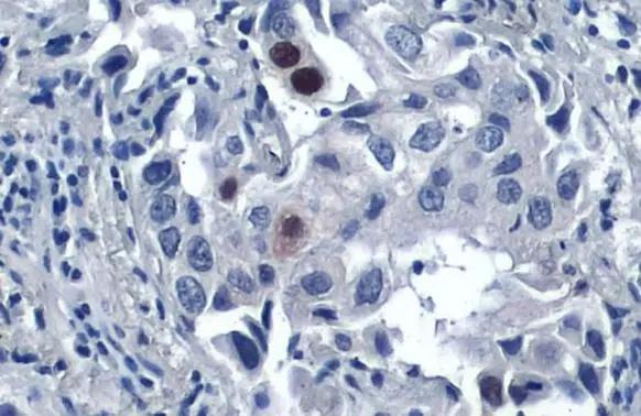 p21/CIP1/CDKN1A Antibody (1032) - Azide and BSA Free
