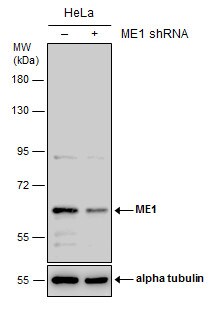 ME1 Antibody (736) - Azide and BSA Free