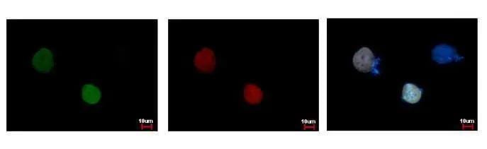 RFP Antibody (1610) - Azide and BSA Free