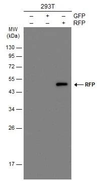 RFP Antibody (1610) - Azide and BSA Free