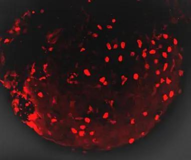 mCherry Antibody