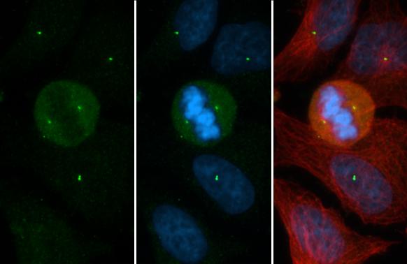 CEP152 Antibody (1315) - Azide and BSA Free