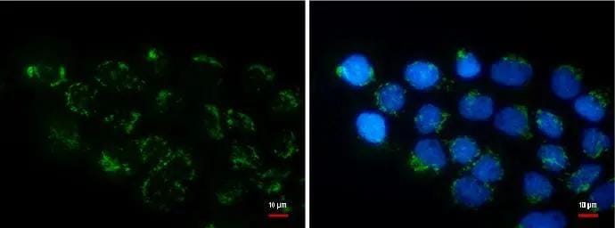 Collagen XI alpha 2 Antibody (473) - Azide and BSA Free