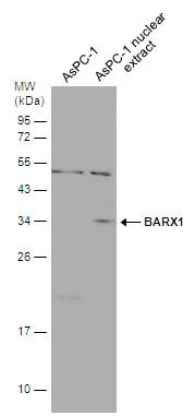 BarX1 Antibody - BSA Free