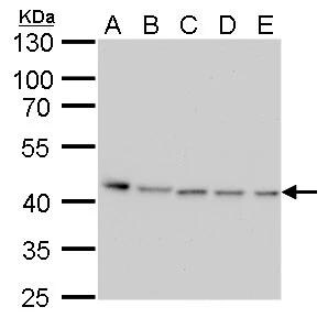PRMT1 Antibody (779) - Azide and BSA Free