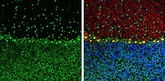 ARID5A Antibody (18112) - Azide and BSA Free