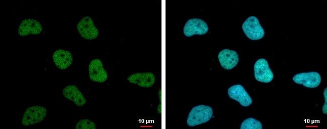 SA1 Antibody (8810) - Azide and BSA Free