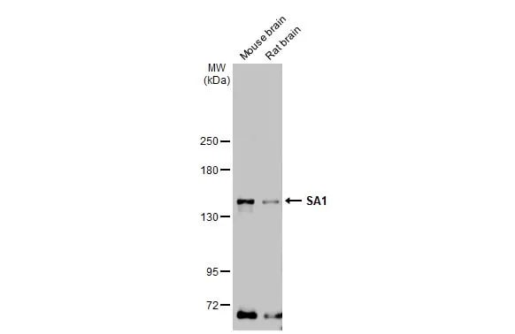 SA1 Antibody (1515)
