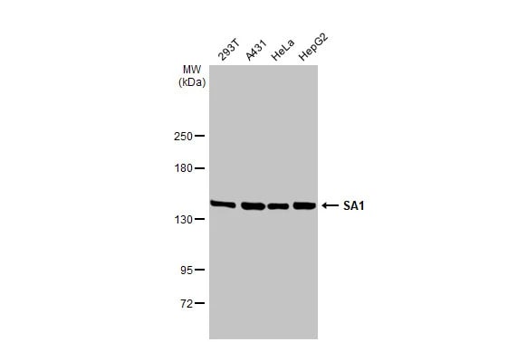SA1 Antibody (1515)