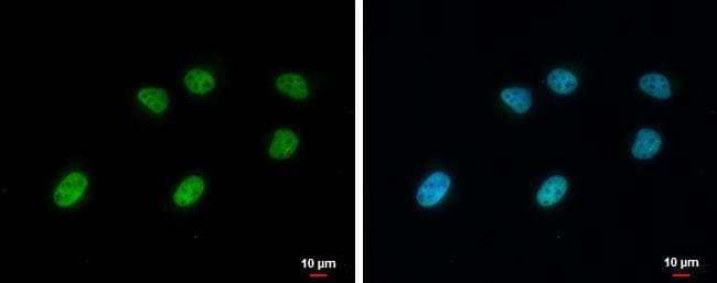 SA1 Antibody (1515) - Azide and BSA Free