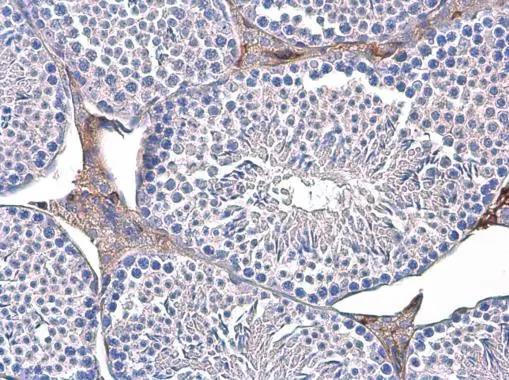 Triosephosphate isomerase Antibody (181) - Azide and BSA Free