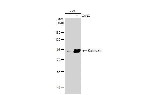 Calnexin Antibody (1563)