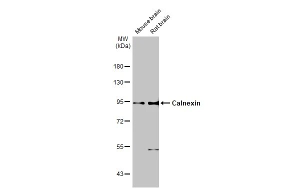Calnexin Antibody (1563)