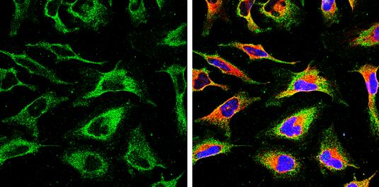 Calnexin Antibody (1563) - Azide and BSA Free
