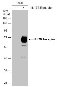 IL-17RB Antibody - BSA Free