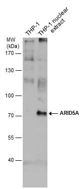 ARID5A Antibody (921) - Azide and BSA Free