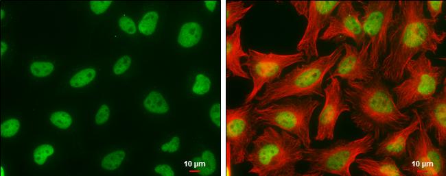 Craniofacial Development Protein 1 Antibody (11811) - Azide and BSA Free