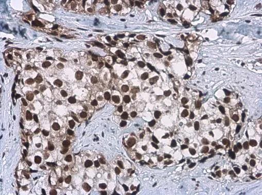 Craniofacial Development Protein 1 Antibody (11811) - Azide and BSA Free