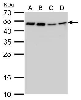 Craniofacial Development Protein 1 Antibody (11811) - Azide and BSA Free