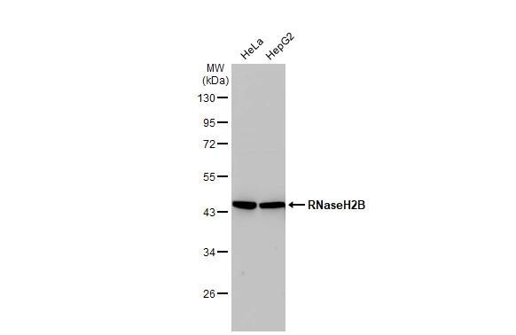 RNASEH2B Antibody (479) - Azide and BSA Free