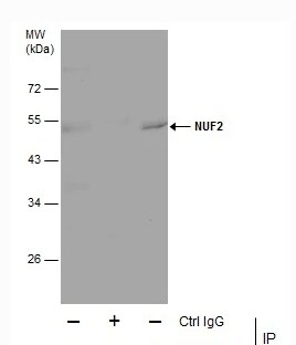 Nuf2 Antibody (312) - Azide and BSA Free