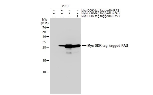 Ras Antibody