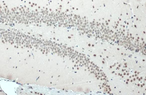 SNRPE Antibody