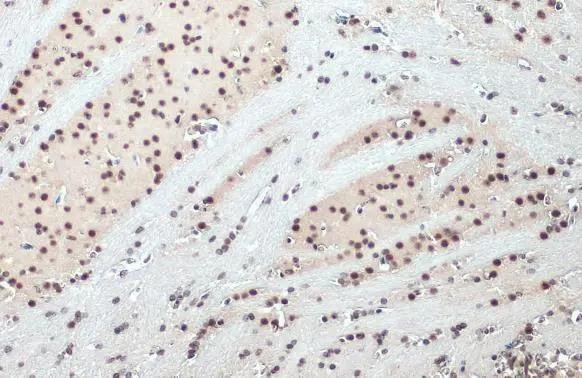 SNRPE Antibody
