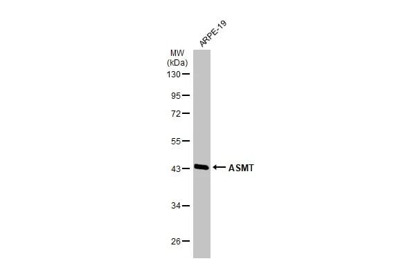 ASMT Antibody - BSA Free