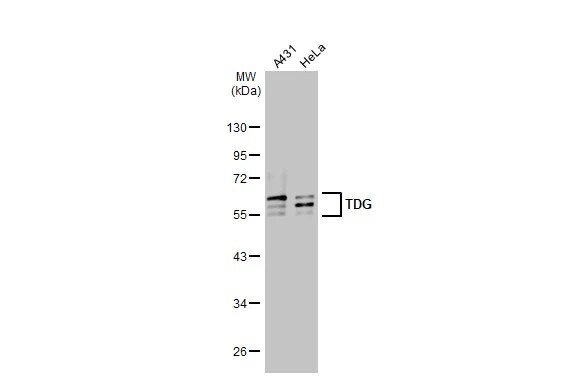 TDG Antibody (311)