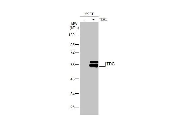 TDG Antibody (311) - Azide and BSA Free