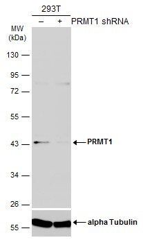 PRMT1 Antibody (10111) - Azide and BSA Free