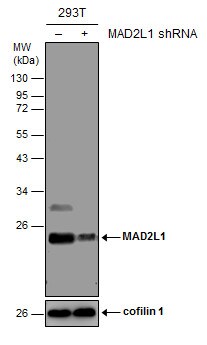 MAD2L1 Antibody (1761) - Azide and BSA Free