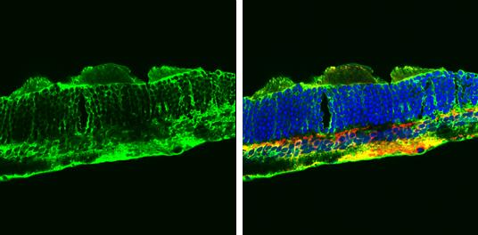 Glutamine Synthetase Antibody (7711) - Azide and BSA Free