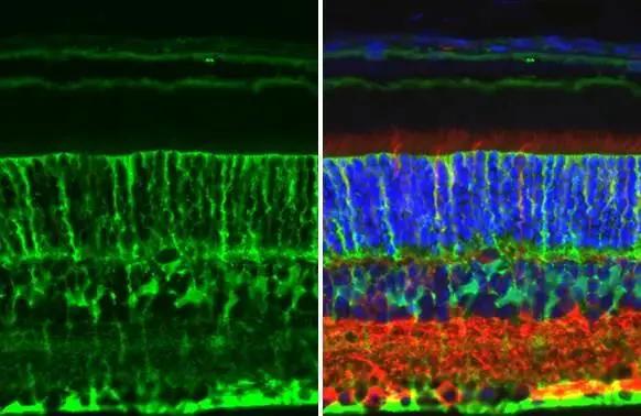 Glutamine Synthetase Antibody (7711) - Azide and BSA Free