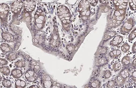 Glutamine Synthetase Antibody (7711) - Azide and BSA Free