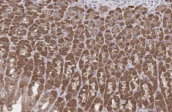 Glutamine Synthetase Antibody (7711) - Azide and BSA Free