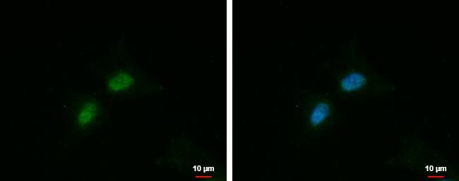FAM115A Antibody - BSA Free