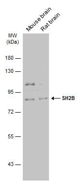SH2B1 Antibody - BSA Free