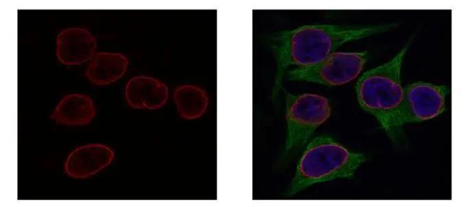 Lamin B2 Antibody (144) - Azide and BSA Free