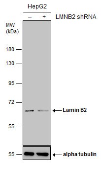 Lamin B2 Antibody (144) - Azide and BSA Free