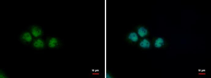 PUF60 Antibody (3510) - Azide and BSA Free