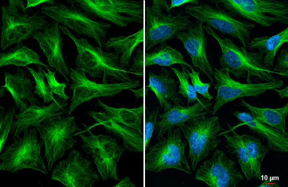 Tubulin alpha-1B Antibody (114) - Azide and BSA Free