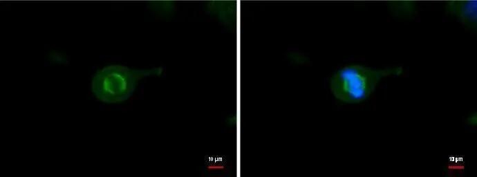 Tubulin alpha-1B Antibody (114) - Azide and BSA Free