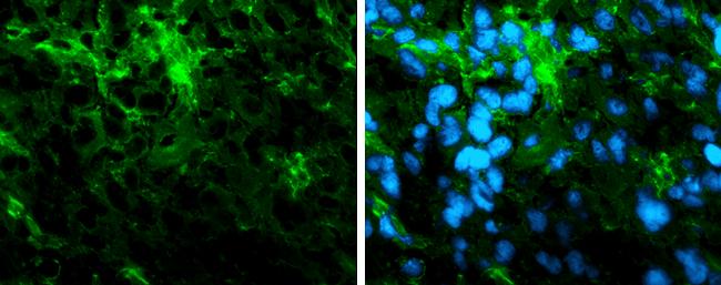 Tubulin alpha-1B Antibody (114) - Azide and BSA Free