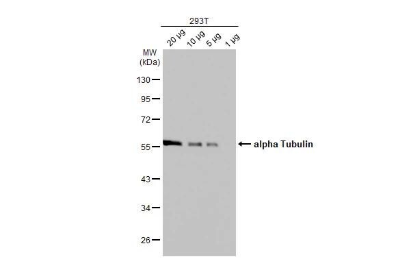 Tubulin alpha-1B Antibody (114) - Azide and BSA Free