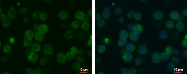 MCT1/SLC16A1 Antibody (14612) - Azide and BSA Free