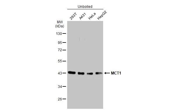 MCT1/SLC16A1 Antibody (14612) - Azide and BSA Free